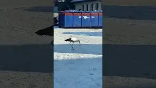 Odlatuje, przylatuje, sw&oacute;j chłop 😉