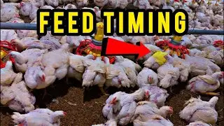 Feeding Time LIVE | Real Broiler Growth & Shed Condition