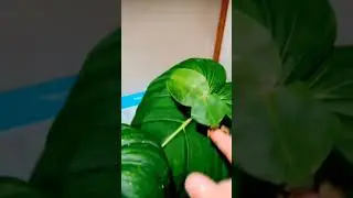 #nature #green worm 🌿🪲🪲#animals_Sonbhadra #trending #shortvideo #viral #animals #art