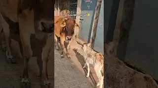 Ever seen such cute baby calf🥺#loveanimals #careforanimals #vetsdiary #cow #cowlover #cowvideos#cute