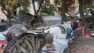 Parkta akşam yemeği #kedi #kedivideoları #cat #catvideos 