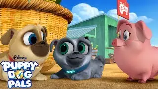 Pugs in the Mud! | Puppy Dog Pals | Disney Junior