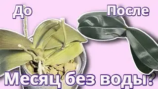 Орхидея спустя месяц без воды: Не паникуйте, она жива!