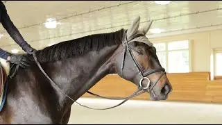 Sidney ISF - 2022 Dutch Warmblood gelding by Cum Laude x Hofrat - In PA, June 2025