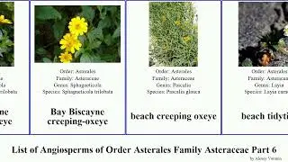 List of Angiosperms of Order Asterales Family Asteraceae Part 6 baccharis bellis barnadesia beach
