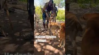 Unexpected Hadzabe  Tribe Catches prey Alive with Dog #hadzabetribe #africantribe #africa