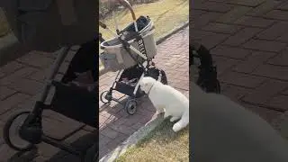 Luxury Detachable Cat Carrier Stroller😻 #travelpetsitter #cat #bestpetsupplies