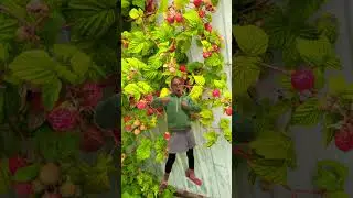 Чунга-Чанга 2 часть