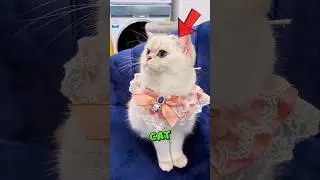Этот кот не фанат ОЖЕРЕЛЬЯ 📿😼 #шорты