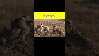 Romantic Lions #shorts #viral | Mr Pets Yt