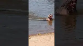 Mermaid swims up to shore and people are excited! (Mermaid Phantom professional mermaid) #shorts