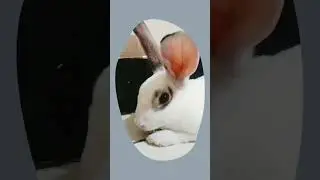 360&deg; rabbit vision #bunny #rabbit #bunnylovers #pets #cute #kelincilucu #happyrabbit #dwarfbunny
