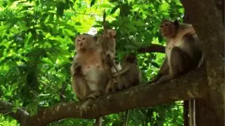 Monkey in Amber Group, How To See Brianna Monkey -Spring Brindy Monkey on May22,2022/U-Share Mk639