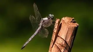 Nature Through Sobrado's Lens  2025 4K