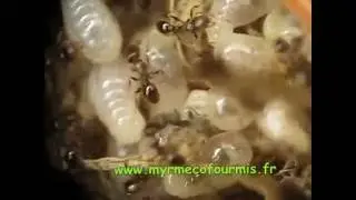 Fourmis et larves d&eacute;rang&eacute;es