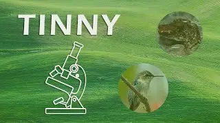 Top 5 Smallest Animals in the World | Tiny Creatures #shorts