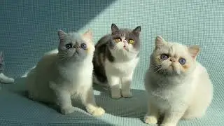 Flame points colorpoints exotic shorthair