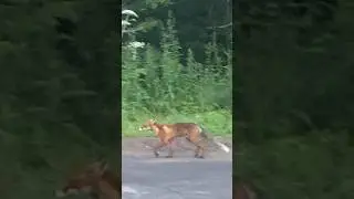 Смелая лиса 😵‍💫