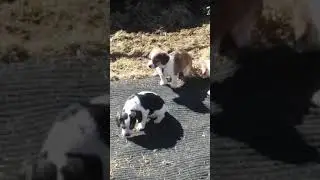Cheagle Puppies playing in the yard