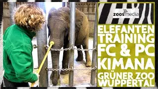 Zoo Wuppertal: Elefanten-Jungtier KIMANA im freien & geschützten Kontakt | zoos.media