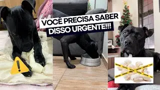 3 coisas que fiz com meu cachorro neste ano e vou praticar a vida inteira! 🐶 VOC&Ecirc; PRECISA SABER!