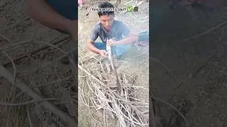part.1 Kerja peruning sawit di kebun kita mau masak sayur buat makan siang✅️