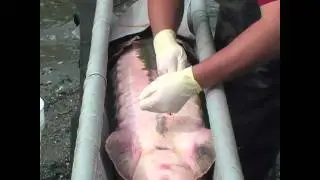 Green Sturgeon Acoustic Tagging.wmv