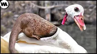 Esta Família Pode Matar um Crocodilo e Até um Urso