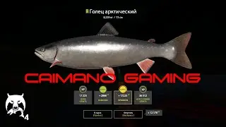 Русская  Рыбалка 4 | РР4 | Тунгуска Матчи Где клюет? Фарм 500+в час?