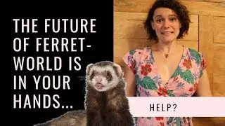 The Future Of Ferret World Is In Your Hands
