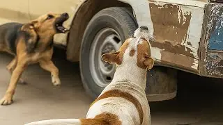 Dogs chasing cars 🐕🚗