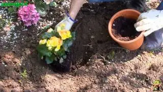 Begonia e begonietta