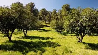 יער המלאכים (יער שחריה)🌳 Лес Ангелов (Лес Шахария)