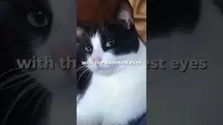 Cats are cute but also a little evil