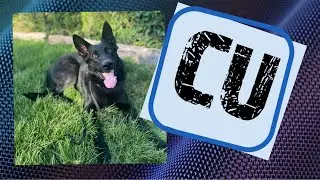 South Jordan City Dog Trainers || OLK9 Utah || 4 y/o GSD, Cu 