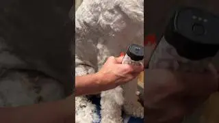 Getting Your Dog Clipper Blades to Cut Hair