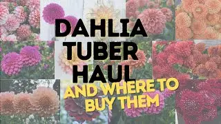 Dahlia Tuber Haul | Dahlia Tuber Sale | Maple Leaf Barn