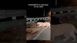तेंदुआ Leopard 🐆  In Hoshiarpur To Una Road Himachal Pradesh  2025 #leopard #तेंदुआ #animals  🐆