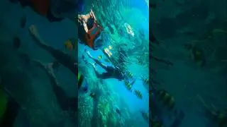 Snorkeling at Elephant Beach #gopro #havelock #andaman #watersport