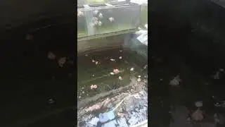 - kimicu fish farm jember #kffpagah