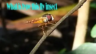 C'est la saison de reproduction des insectes. | life cycle of fly of undergrow nature