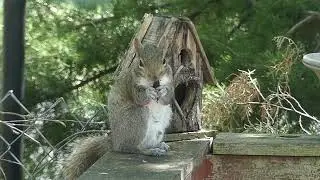 Eastern Gray Squirrel Eating a Nut #nature #easterngraysquirrel