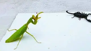 Insect war !! Praying mantis VS scorpion // Ants house