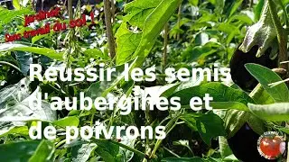 Успешных посевов баклажанов и перцев!