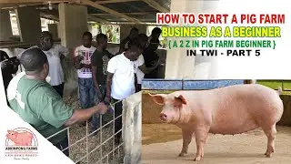 HOW TO START PIG FARM BUSINESS AS A BEGINNER { A 2 Z IN PIG FARM BUSINESS } IN TWI PART 5