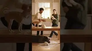 Чихуахуа сбивает миску с хлопьями&mdash;кане-корсо даже не реагирует!