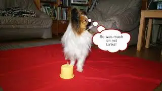 Clickertraining mit Hund Elu Teil 5 Juli 2017