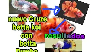 nuevo Cruze de Dumbo con betta koi.#Acuario de Dios.