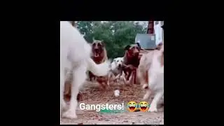 DOG VS MONKEY&rsquo; gang war 😅#viral#shorts #youtubeshorts #trending like&subscribe 👍