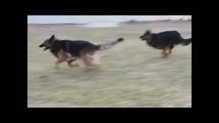 Heart of the Valley Shepherds
